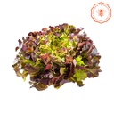 LECHUGA MORADA LISA  ORGANICA X250GR